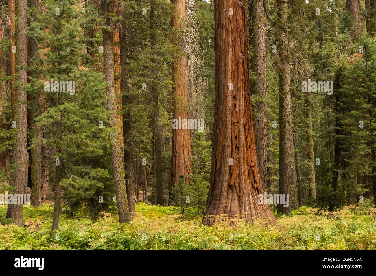 exuberante bosque de secuoyas en el Parque Nacional Sequoia, California, Estados Unidos Foto de stock