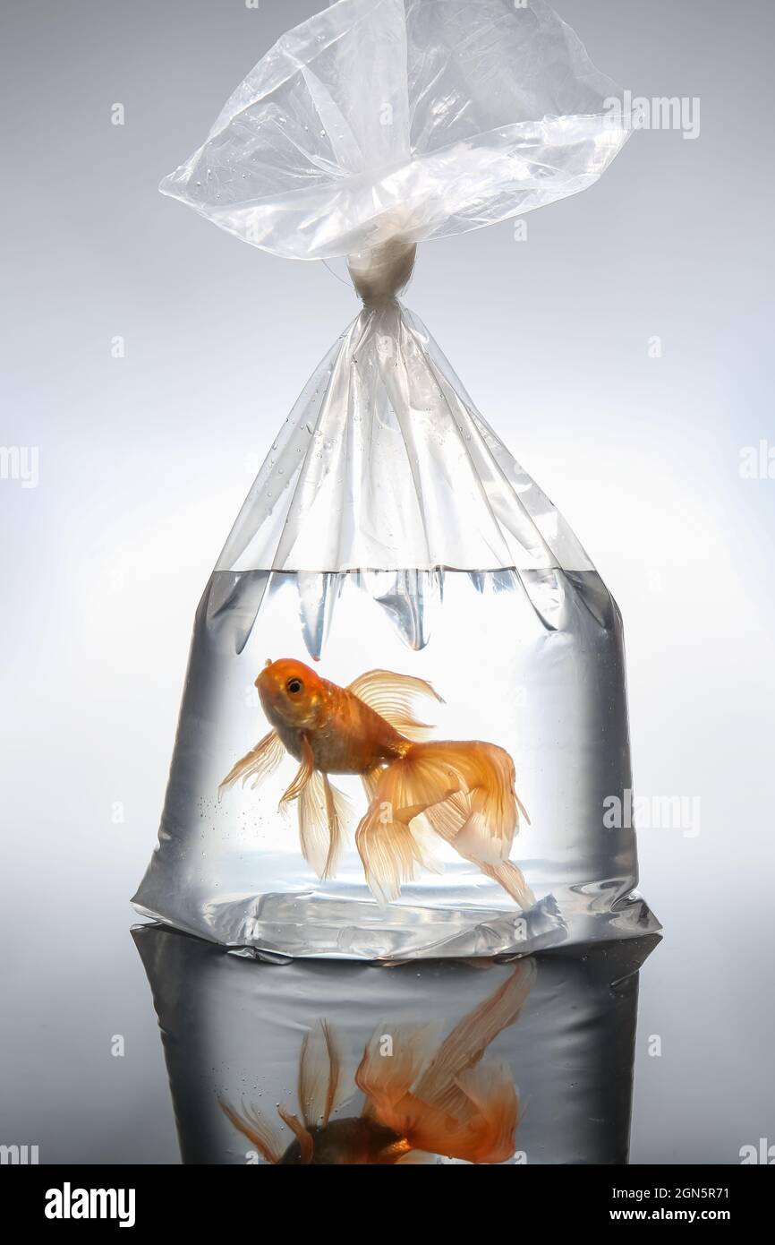 Fish in the bag fotografías e imágenes de alta resolución - Alamy