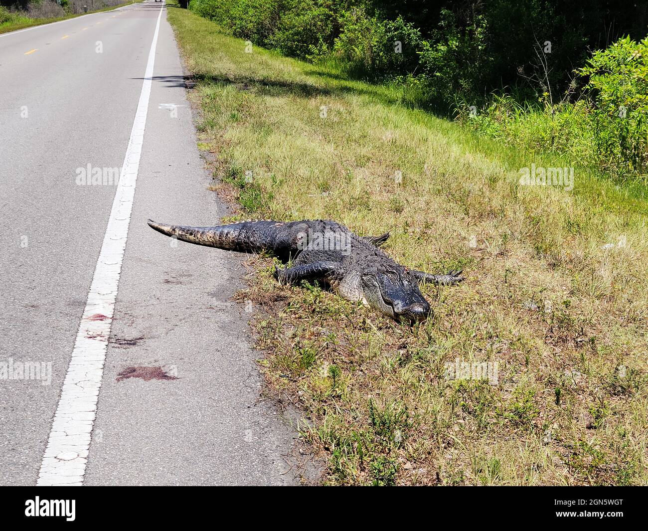 Caimán muerto en carretera de campo en Florida Foto de stock
