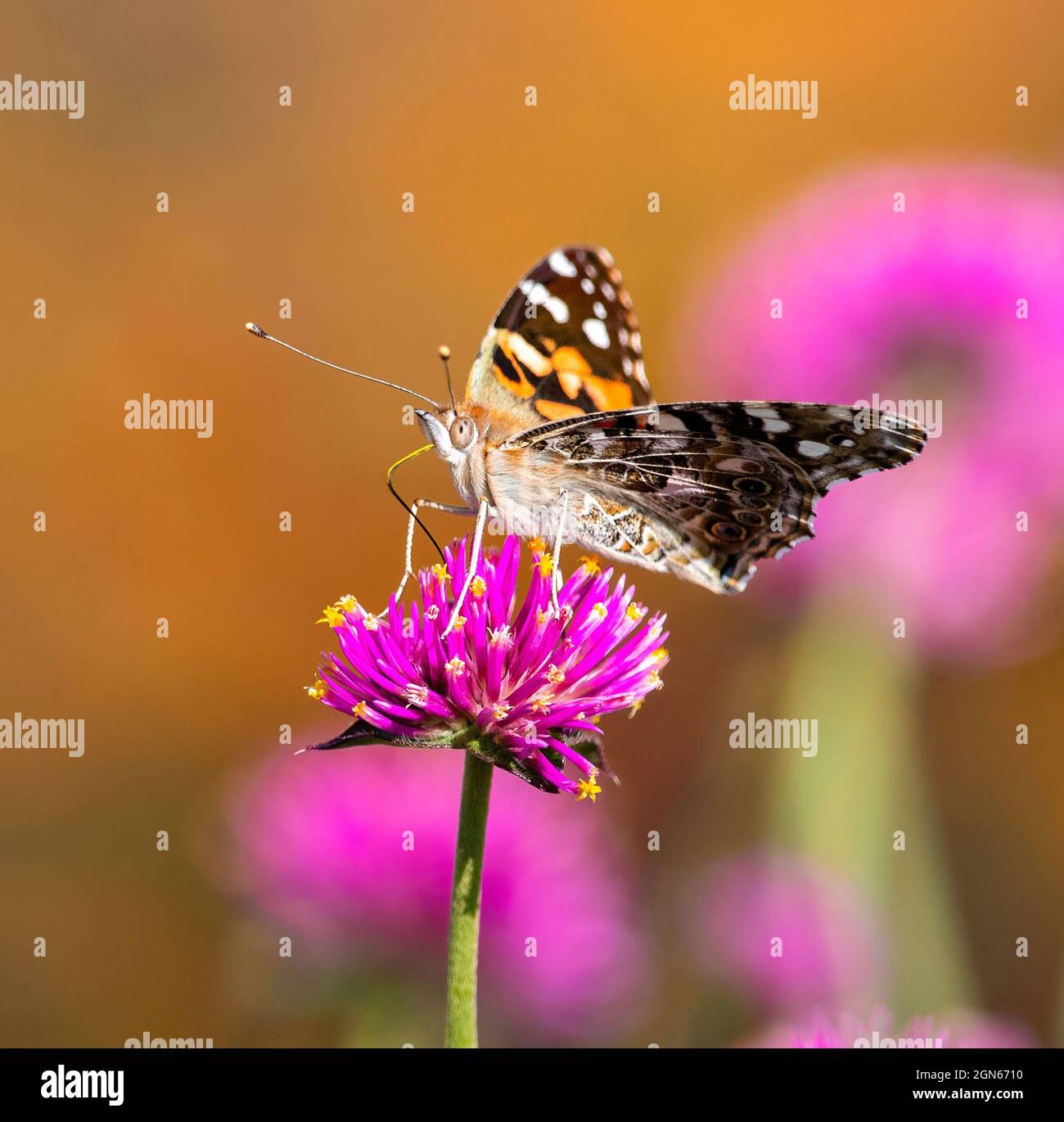 Una mariposa de Dama pintada con una lengua larga salpicada de polen amarillo, sentada sobre una flor de fuegos artificiales de color rosa intenso (Gomphrena globosa). Foto de stock