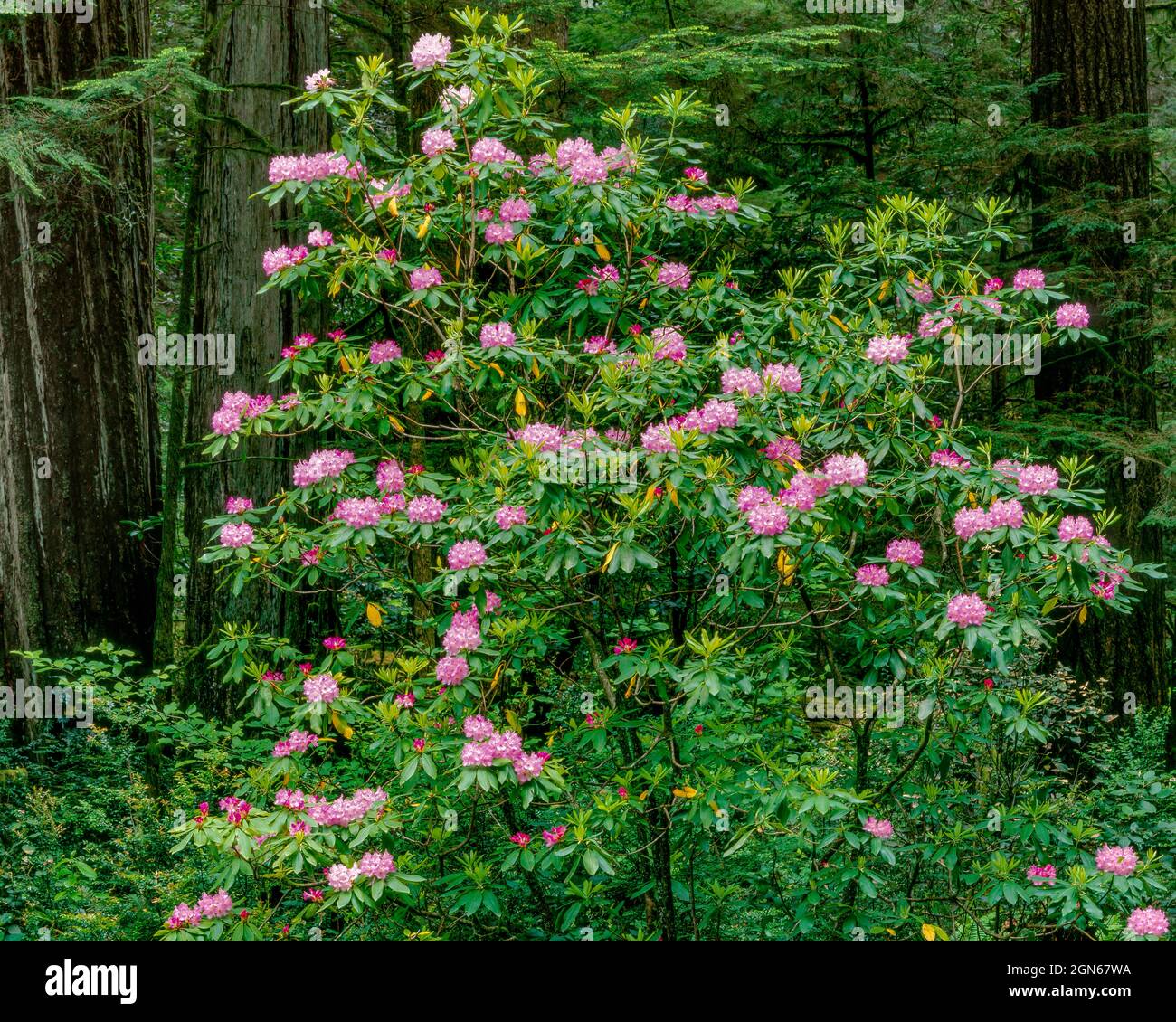 Rhododendron Bloom, Rhododendron macrophyllum, Redwood National Park, California Foto de stock