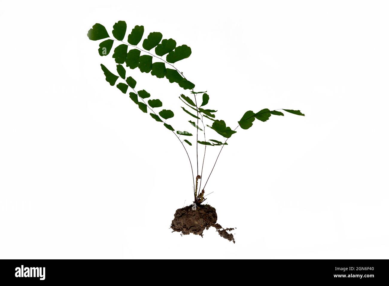 Hierba entera de hojas a raíces con un poco de suelo, fondo blanco Foto de stock