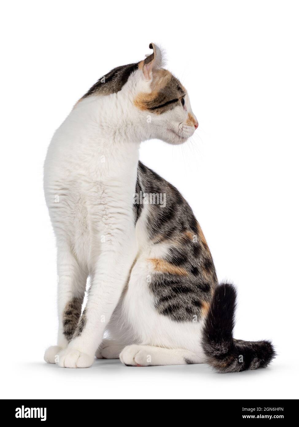 Increíble patrón de topos American Curl Shorthair gato, sentado en los  laterales. La cabeza girada hacia atrás lejos de la cámara mostrando el  perfil y las orejas. Aislado o Fotografía de stock -