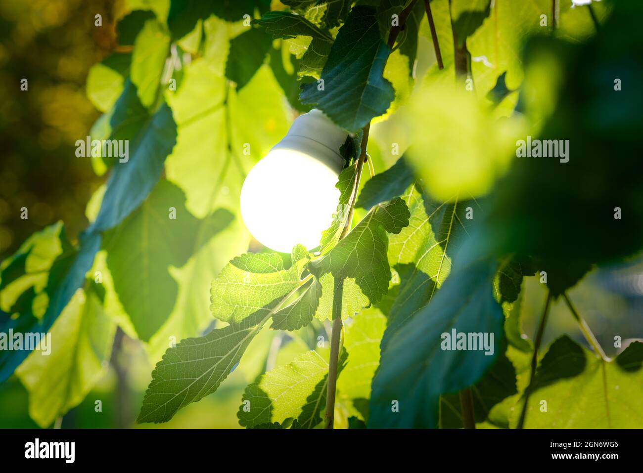 Bombilla iluminada colgando de la rama de un árbol como una fruta.  Fotografía conceptual que muestra la importancia de usar energía verde y  limpia para cuidar de la salud Fotografía de stock -