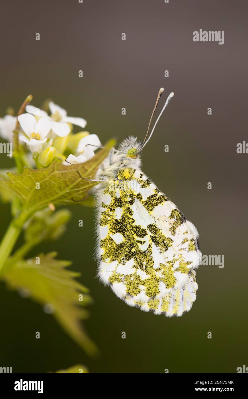 Mariposa de punta naranja (cardaminos de Anthocharis) hembra adulta descansando sobre flores de mostaza de ajo (Alliaria petiolata). Powys, Gales. Abril. Foto de stock