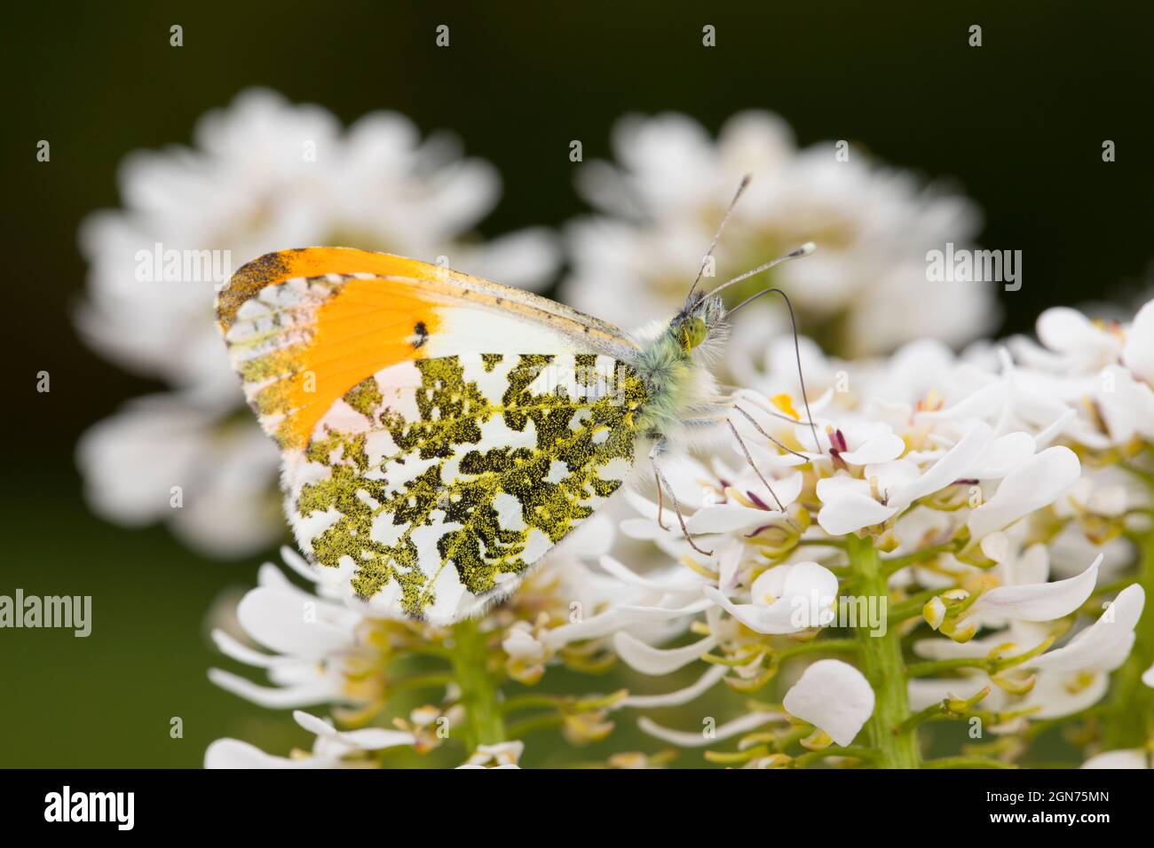 Mariposa de punta naranja (cardamines de Anthocharis) macho adulto descansando sobre flores de Alyssum en un jardín Powys, Gales. Mayo. Foto de stock