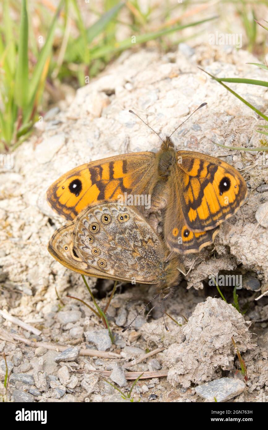 Apareamiento de mariposas de pared (Lasiommata megera). Powys, Gales. Mayo. Foto de stock