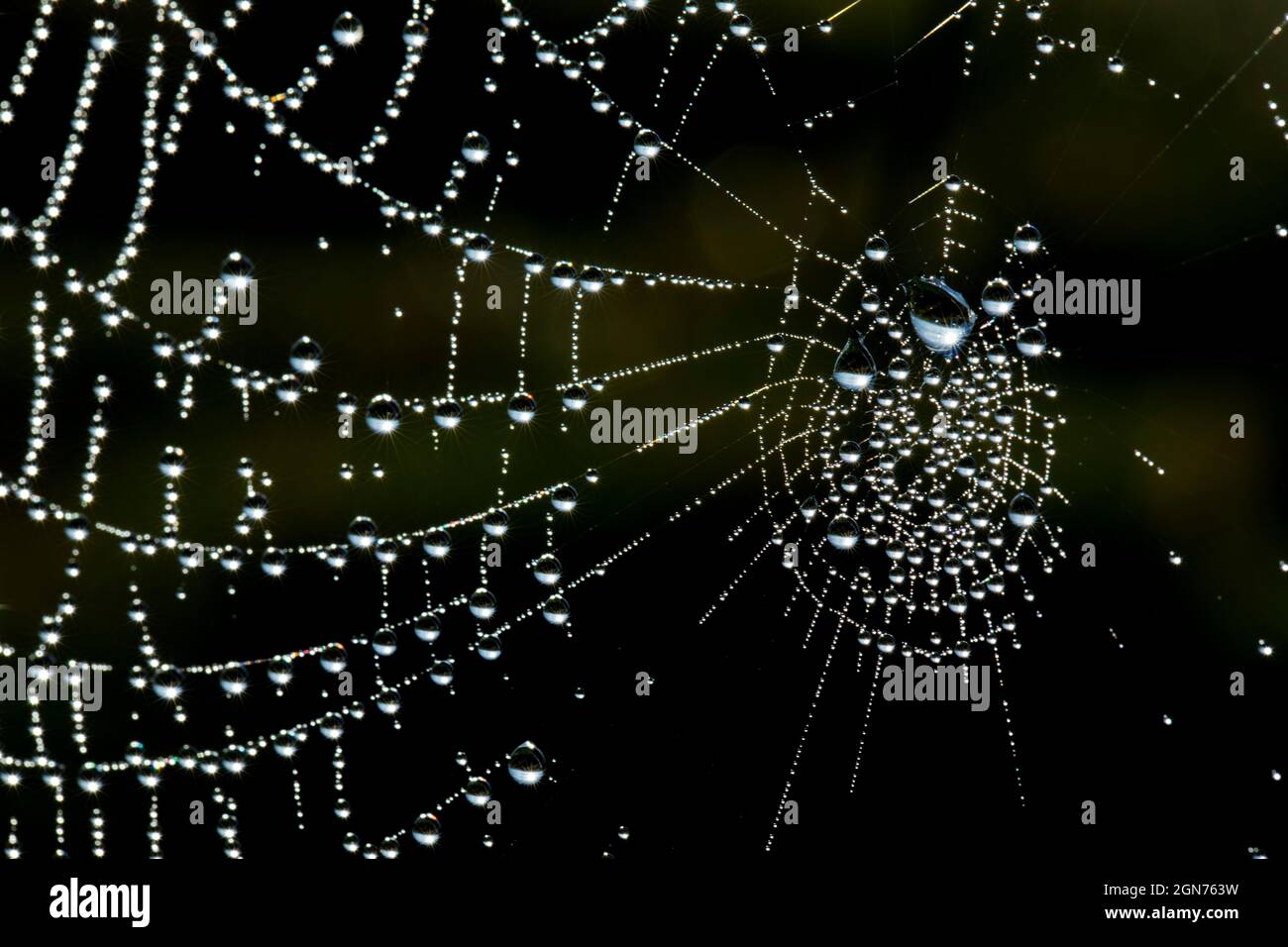La tela de Spider en una mañana dewy con gotitas. Powys, Gales. Mayo. Foto de stock