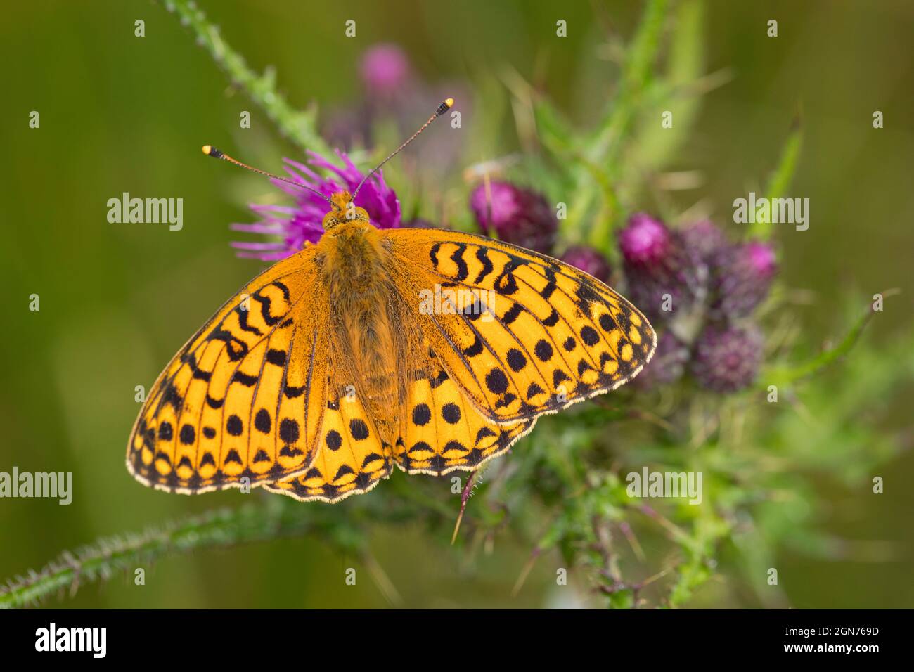 Mariposario Verde Oscuro (Speyeria aglaja) Mariposa adulta masculina sobre una flor de cardo pantano. Powys, Gales. Junio.. Powys, Gales. Junio. Foto de stock