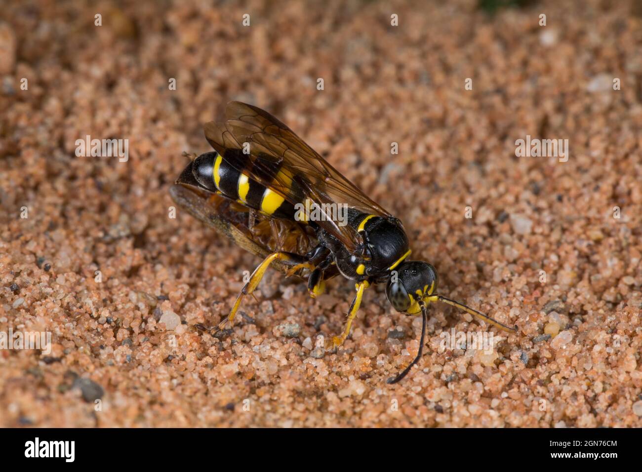La digger Wasp Gorytes laticinctus hembra entrando en su nido en un arenero que llevaba presa. Powys, Gales. Agosto. Foto de stock