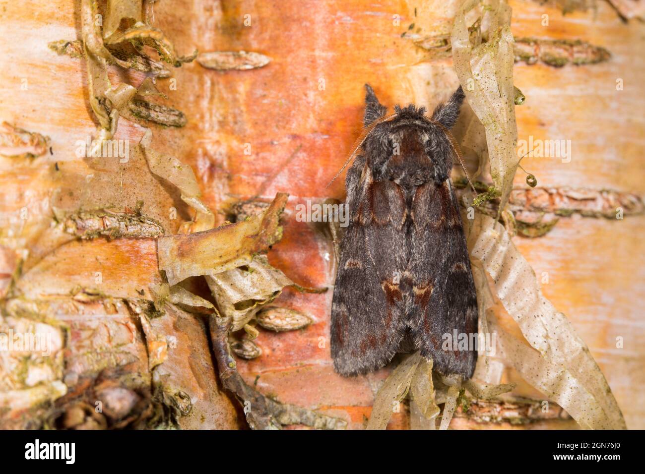 Polilla prominente de hierro (Notodonta dromedarius) adulto descansando sobre corteza de abedul. Powys, Gales. Junio. Foto de stock