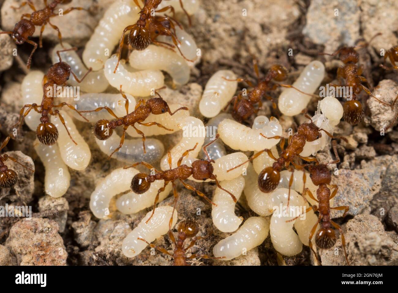 Hormigas obreras Myrmica sabuleti tendiendo larvas en un nido. Powys, Gales. Junio. Foto de stock