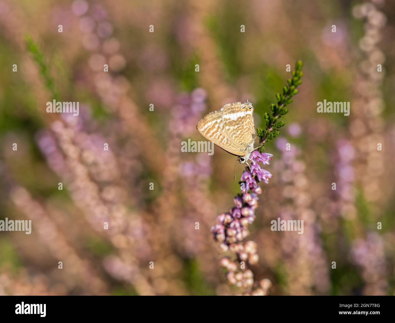 Mariposa azul de cola larga sobre la campana jaspeado Foto de stock