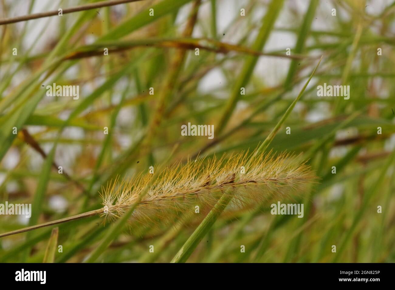 Una Setaria pumila ( mijo zorro ) Foto de stock