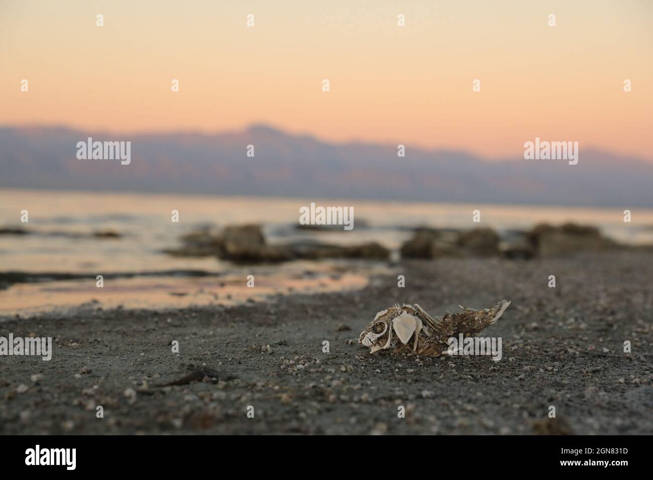 Dead Fish Skeleton a lo largo de las costas del mar de Salton Foto de stock