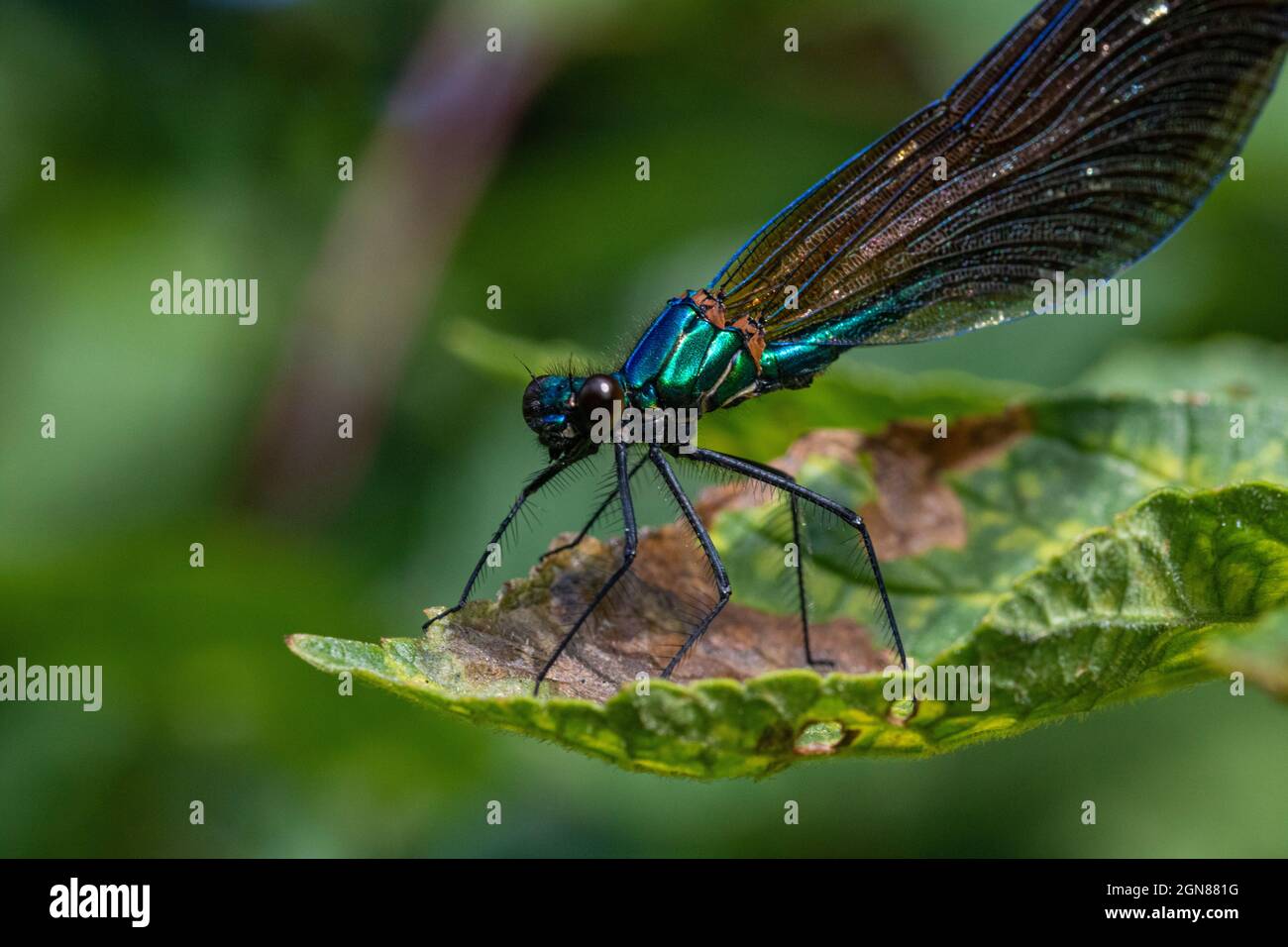 Cabeza detallada en la imagen de un macho Demoiselle Agrion Damselfly (Calopteryx virgo) también conocido como hermoso Agrion, en reposo en un cálido día de primavera. Foto de stock