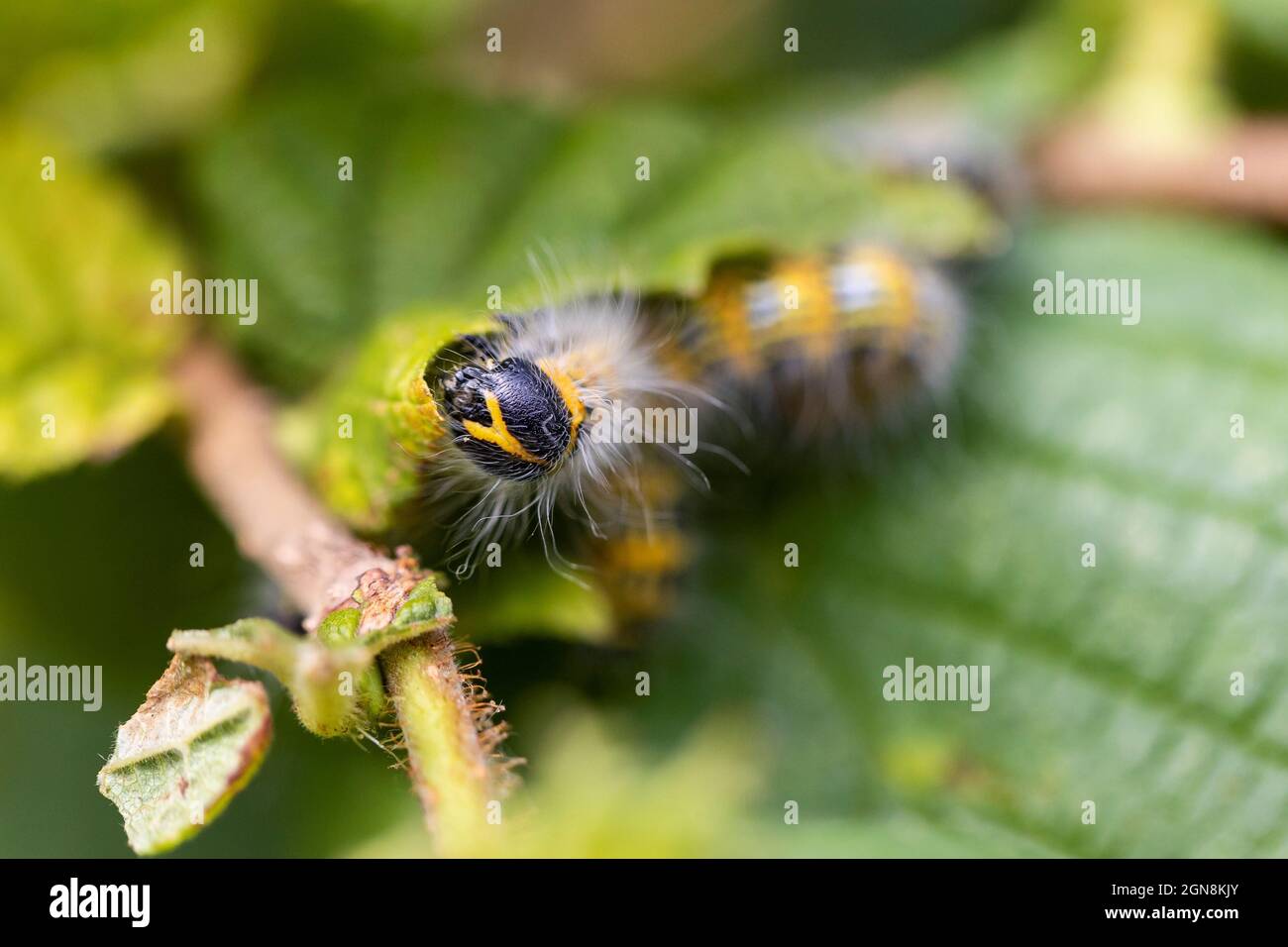 Macro retrato de una oruga de falera bucephala sentada sobre una hoja de un  árbol de avellana. El insecto también se llama punta de buff y es amarillo  con negro Fotografía de