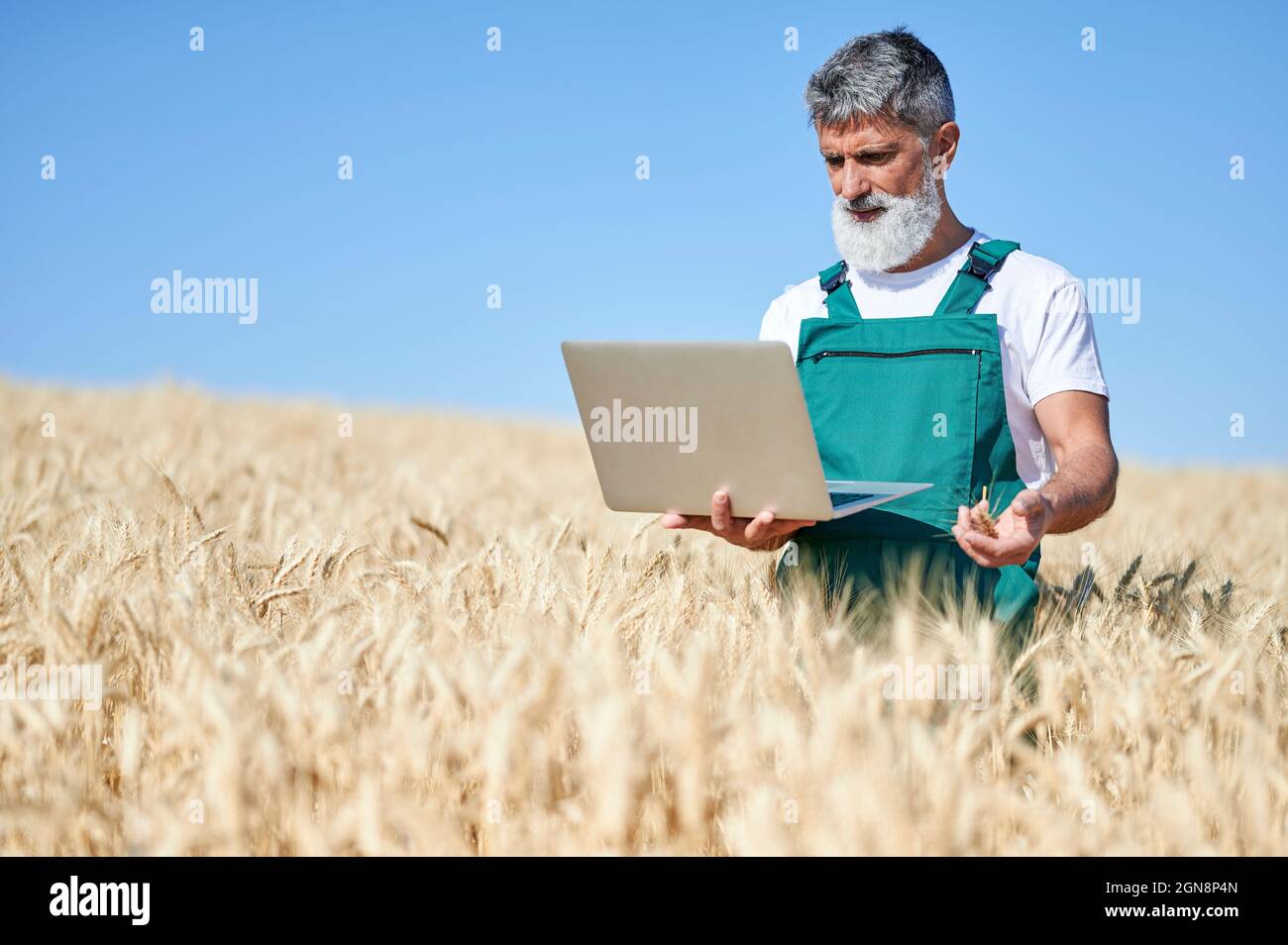 Trabajador agrícola masculino mirando el portátil mientras trabajaba en el campo de trigo durante el día soleado Foto de stock