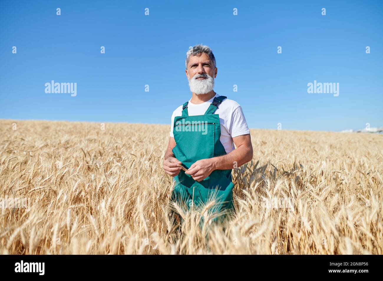 Granjero maduro de pie en medio de cultivos de trigo durante el día soleado Foto de stock