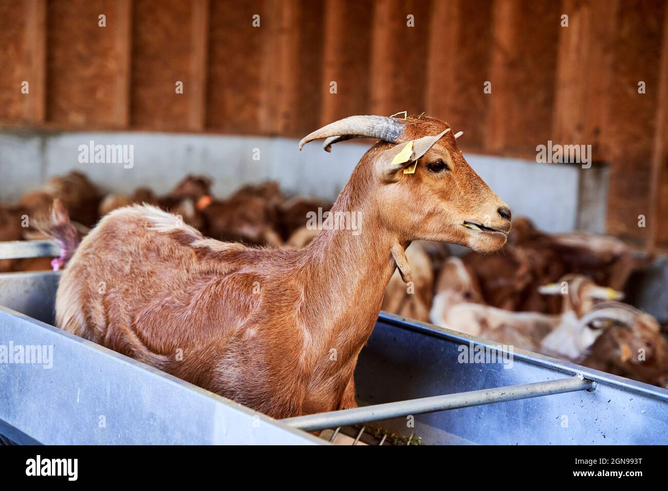 aquí Mujer fuente Comedero de cabras fotografías e imágenes de alta resolución - Alamy