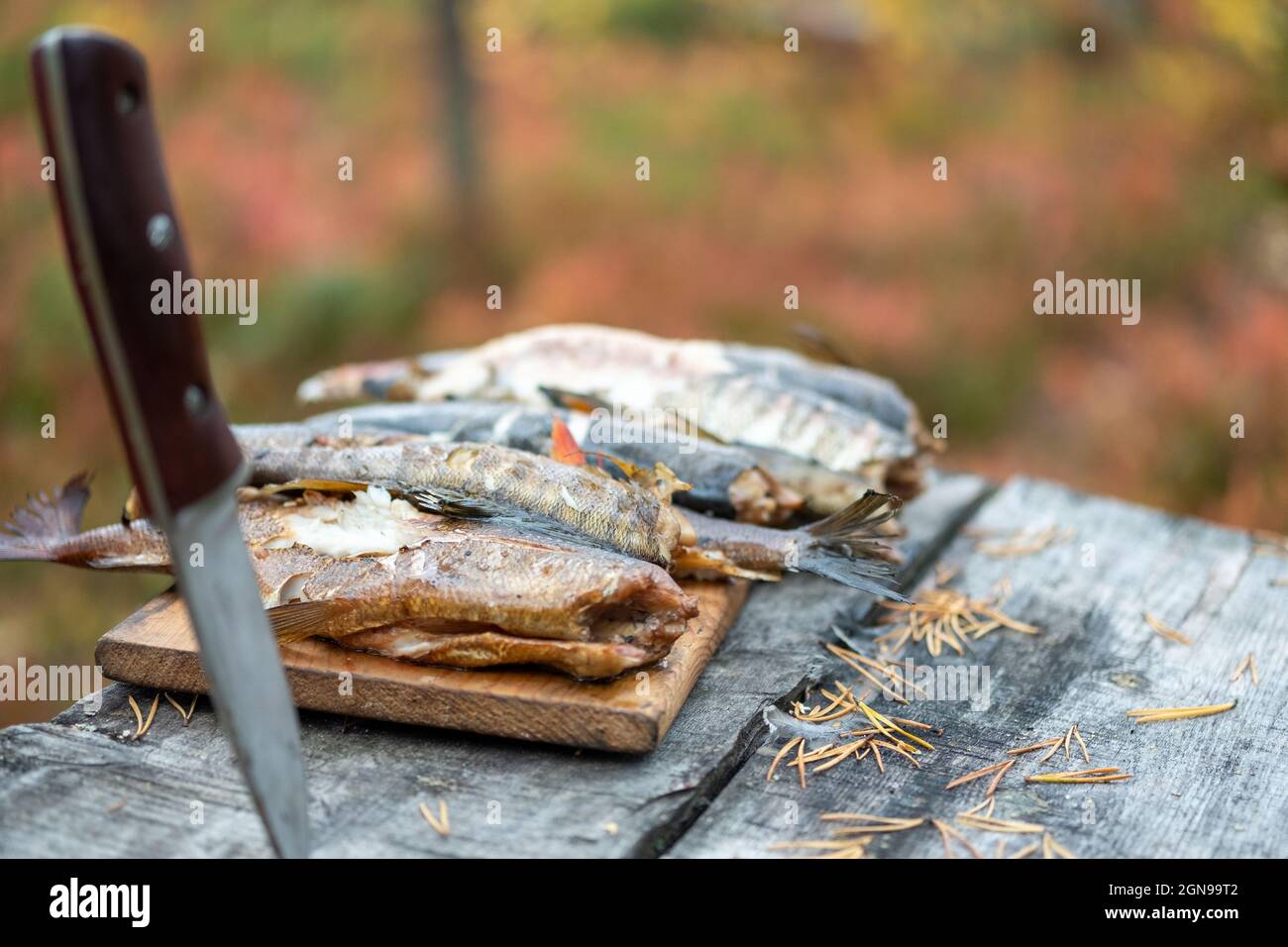 Pescado blanco salvaje Foto de stock