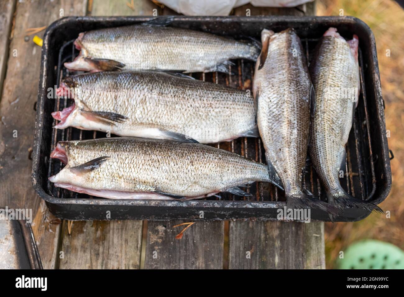 Pescado blanco salvaje Foto de stock