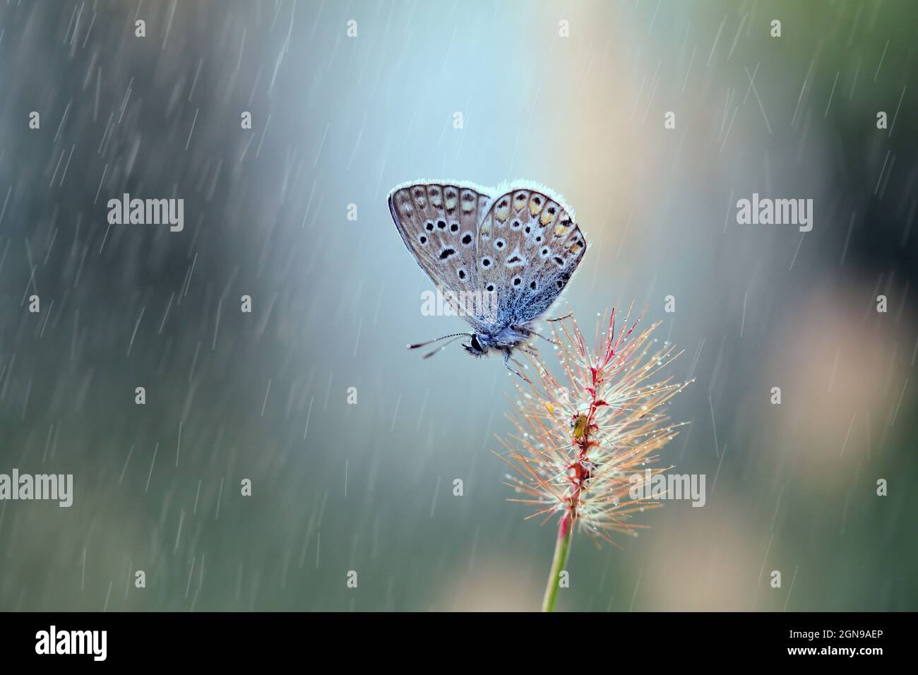 Orejas de mariposa fotografías e imágenes de alta resolución - Alamy