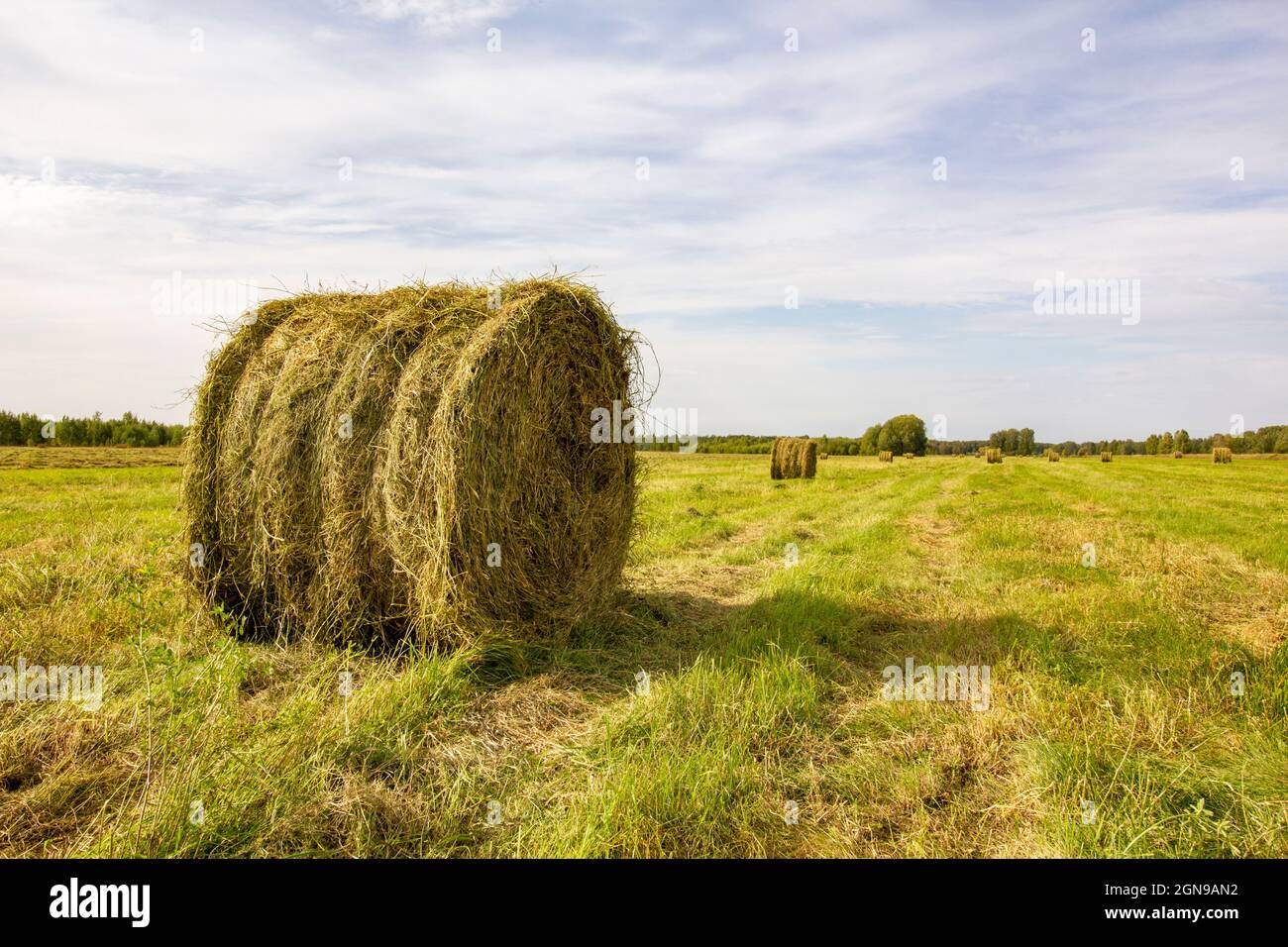 El rollo de heno de hierba recién enrollada para la alimentación de ganado en invierno está en el fondo del campo y otros rollos de hierba segada. Foto de stock