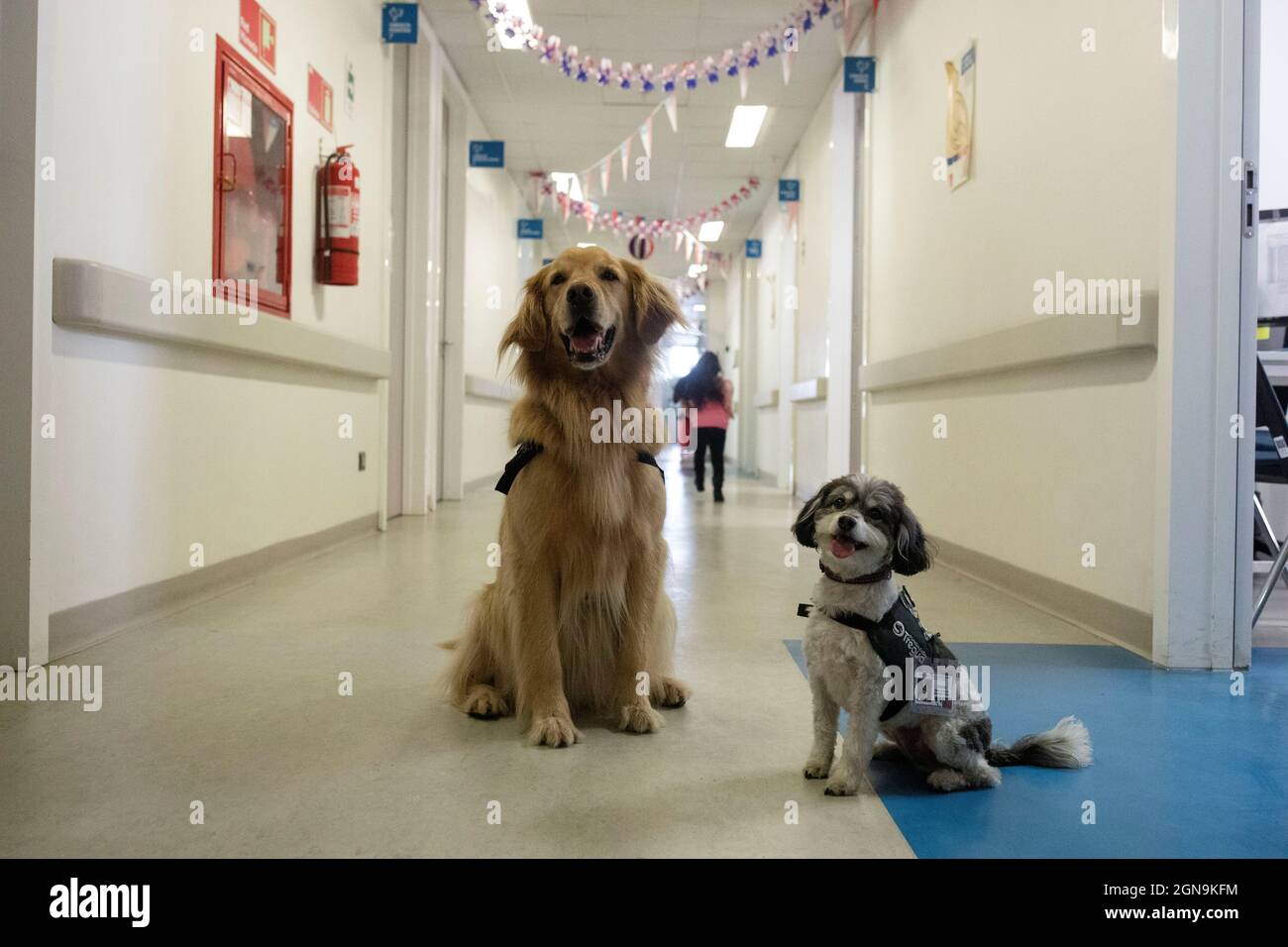 Pepe y Chimu, perros de terapia de la Fundación Tregua, se sientan después  de participar en una actividad recreativa para consolar al personal médico  de primera línea en el Hospital Dr. Exequiel