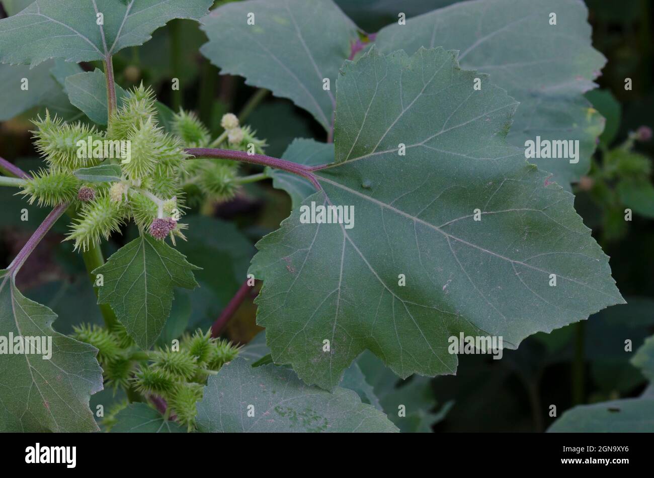 Cocklebur áspero, Strumarium de Xanthium, con fruta Foto de stock