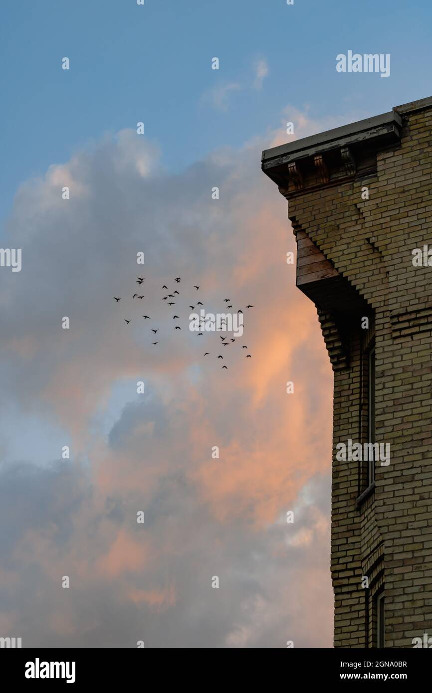 Enjambre de palomas rodeando un edificio de ladrillo amarillo en frente de las nubes rosadas del atardecer Foto de stock