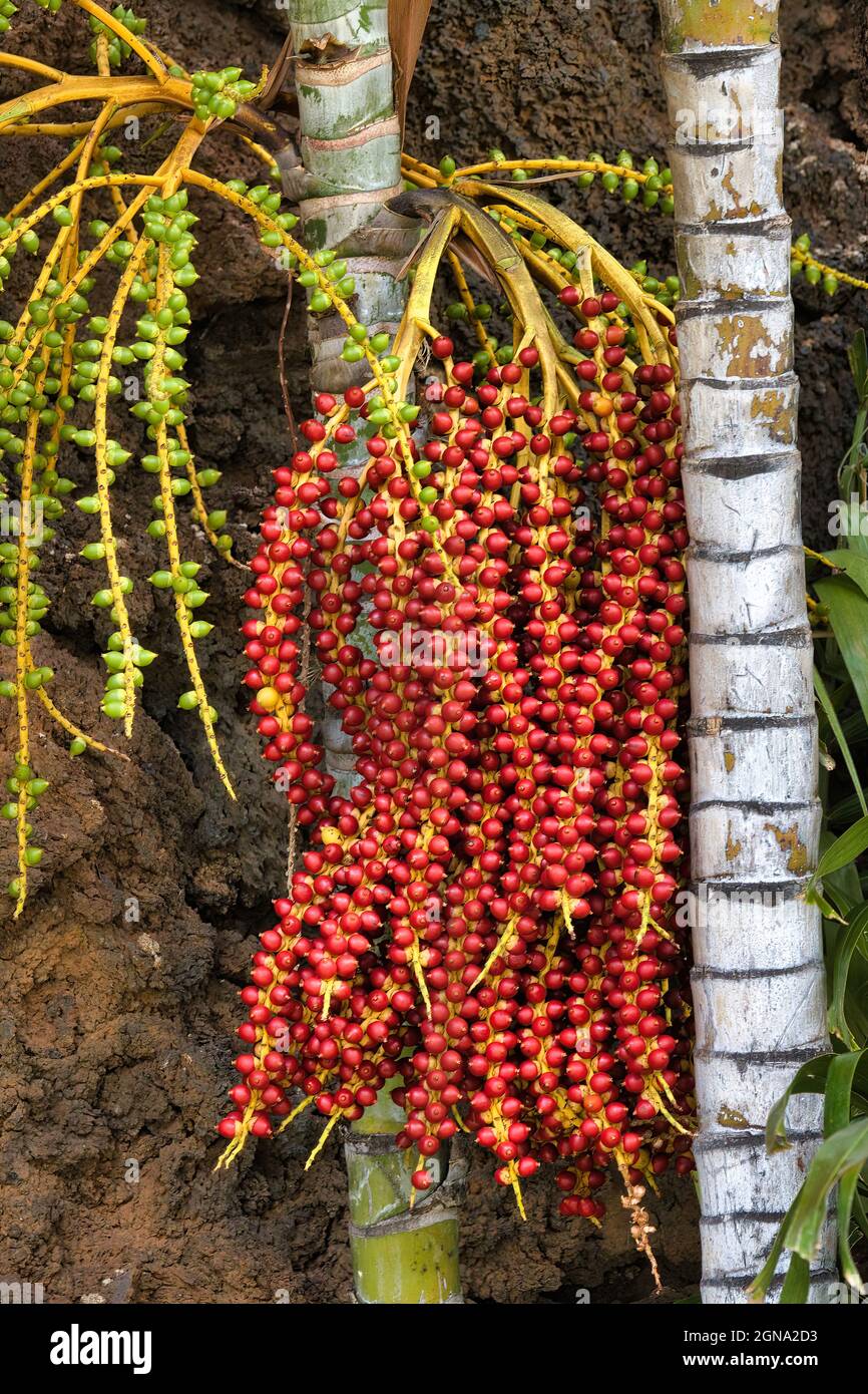 bayas rojas brillantes y coloridas en una palmera de melocotón. Foto de stock