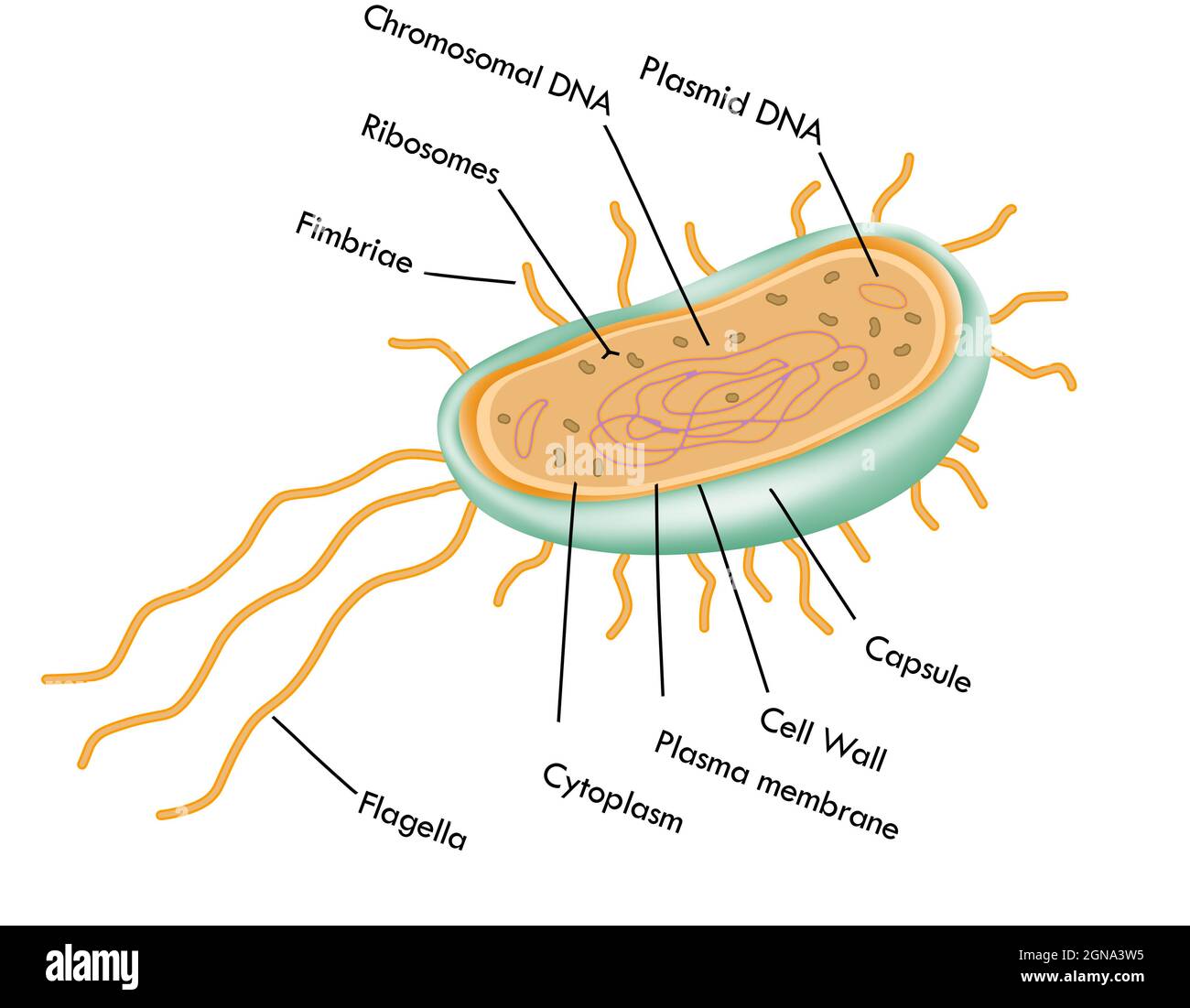 Estructura celular de las bacterias arqueas, antomía Foto de stock