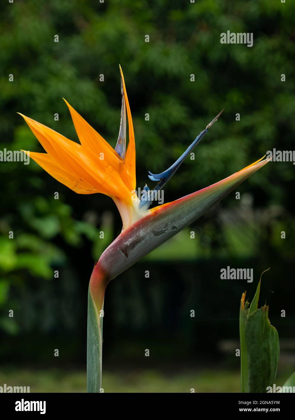 Flor de la grúa o pájaro del paraíso (Strelitzia reginae), flor que se  parece a un pájaro que extiende sus alas Fotografía de stock - Alamy