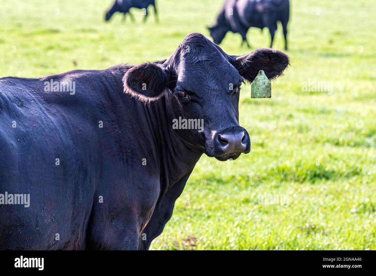Primer plano de la vaca Angus negra mirando hacia atrás a la cámara con otro ganado pastando en el fondo. Foto de stock
