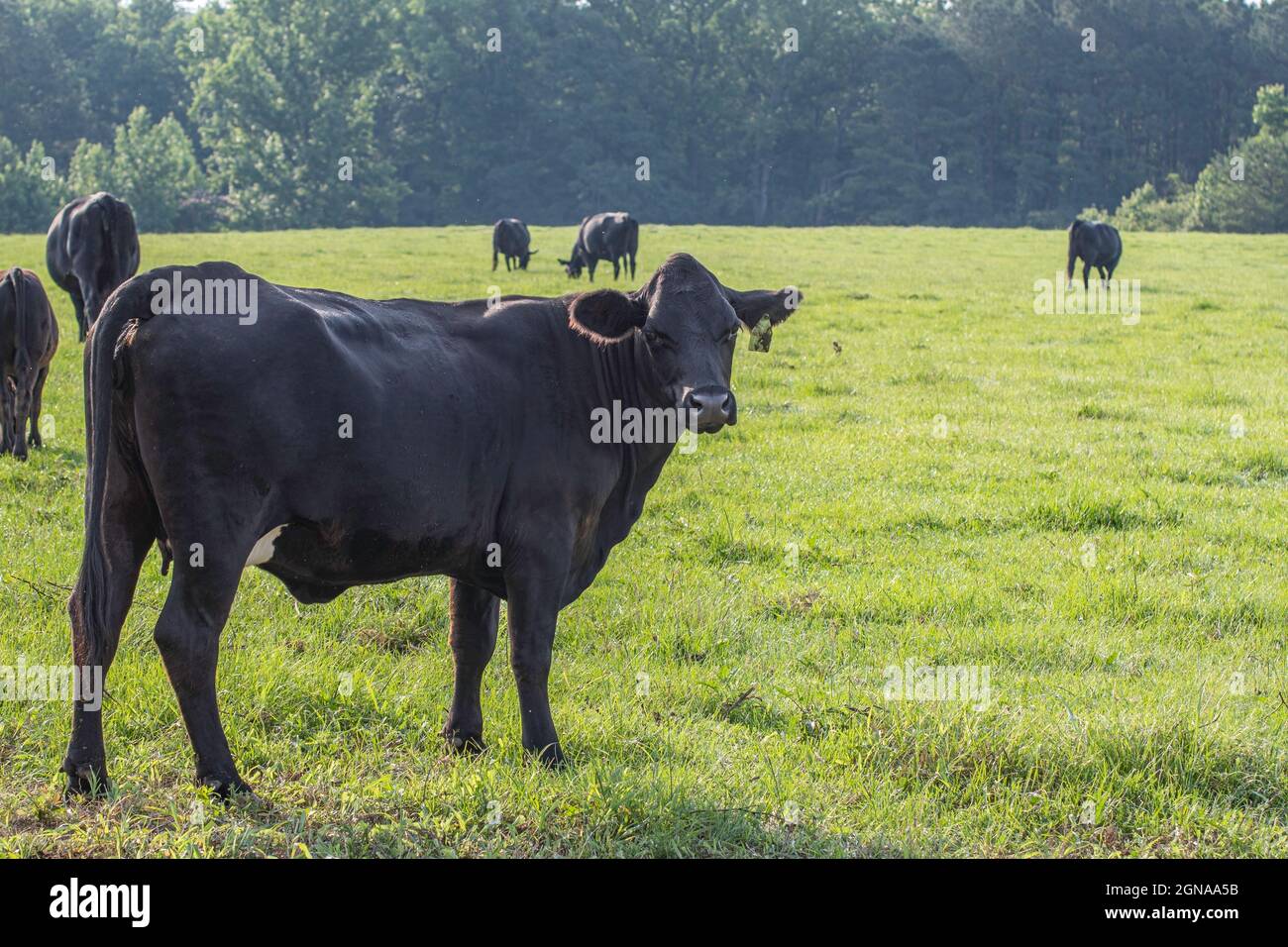 Black Angus vaca de raza cruzada mirando hacia atrás a la cámara con herdmates en el fondo pastando en pastos verdes. Foto de stock