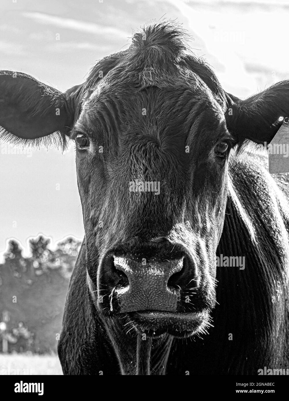 Primer plano retrato de la cara de una vaca Angus. Foto de stock