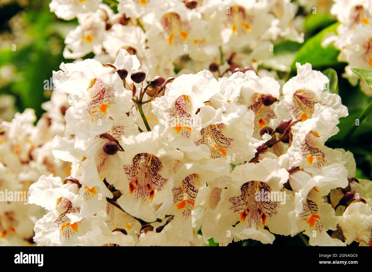 Primer plano de las flores Catalpa bignonioides. Florece un árbol de frijol indio. Flor de cigarro Foto de stock