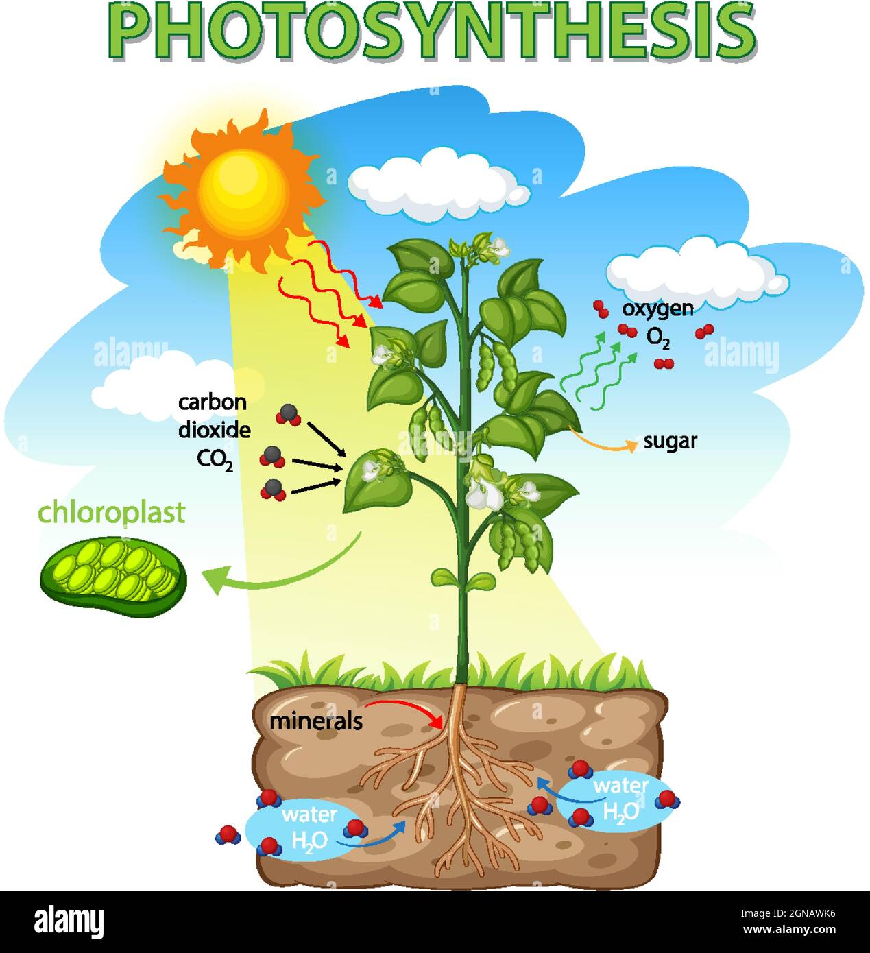 Diagrama que muestra el proceso de fotosíntesis en la ilustración de la  planta Imagen Vector de stock - Alamy