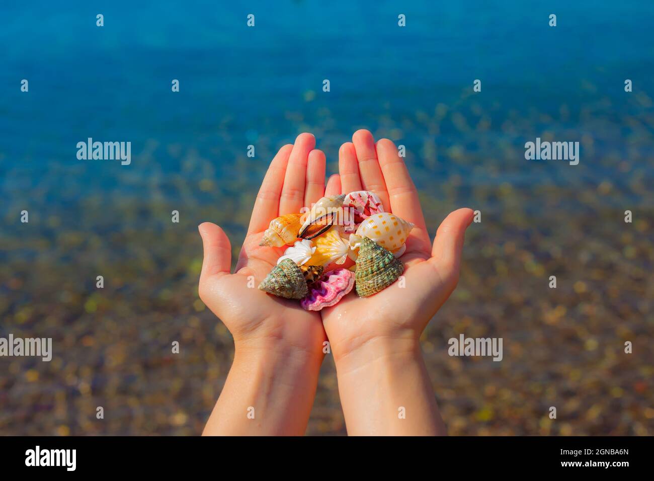 Las manos presentan conchas marinas en la vista de primera persona de la playa Foto de stock