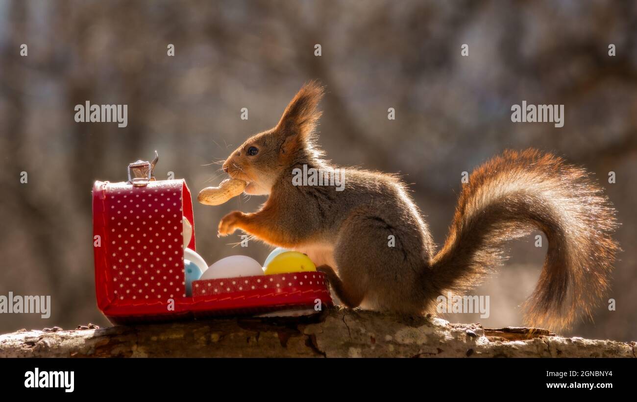 Cerca de ardilla roja con una maleta con huevos Fotografía de stock - Alamy