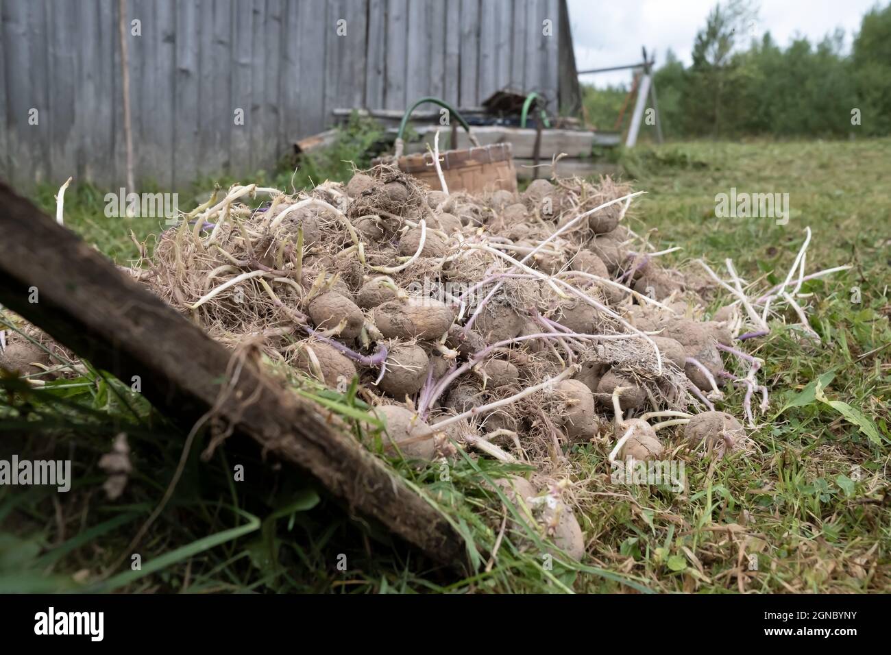Montón de patatas germinadas se encuentra en el patio, en la hierba, contra el fondo de un granero, en el pueblo. Foto de stock