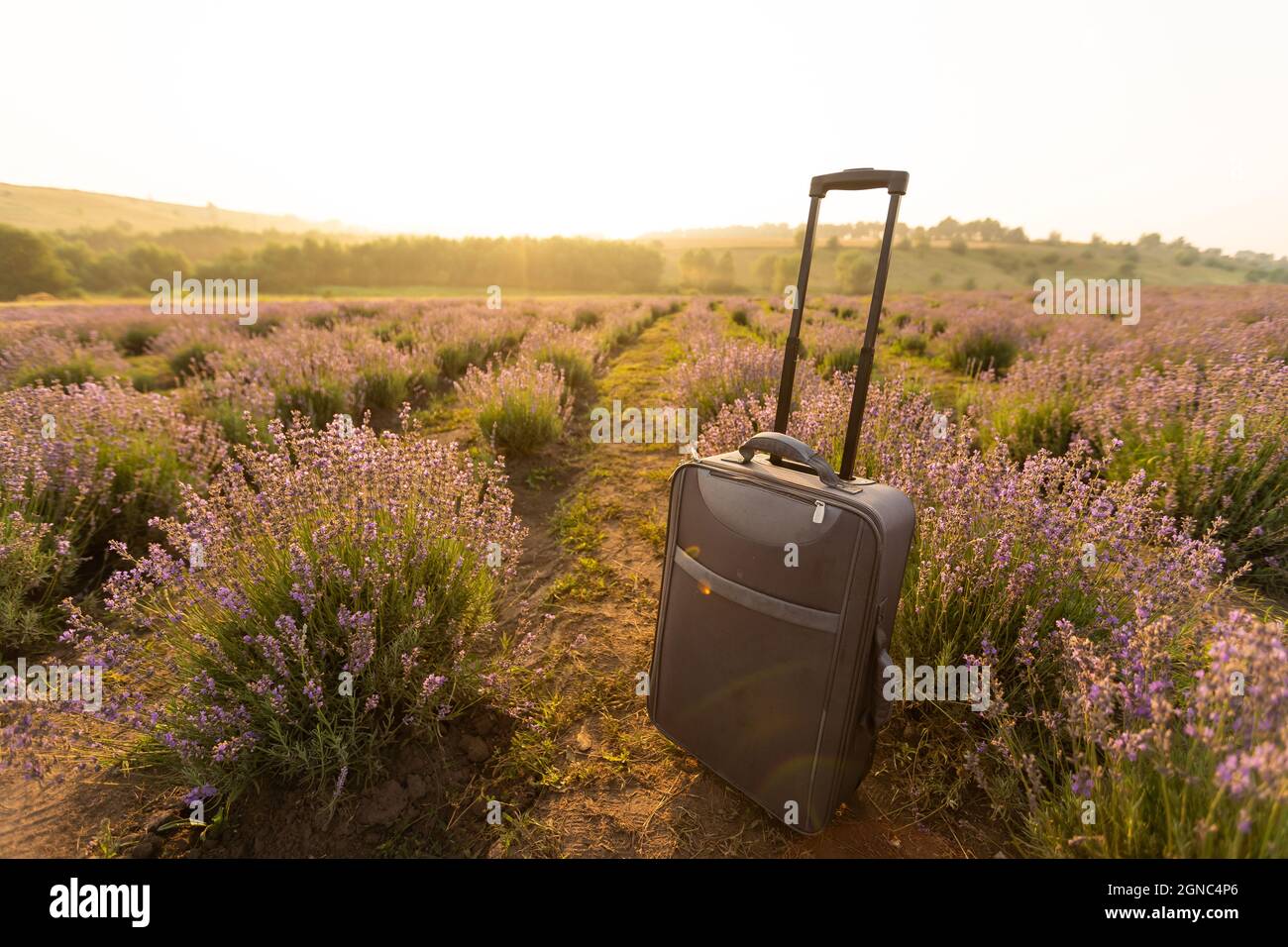 Maleta morada fotografías e imágenes de alta resolución - Página 9 - Alamy