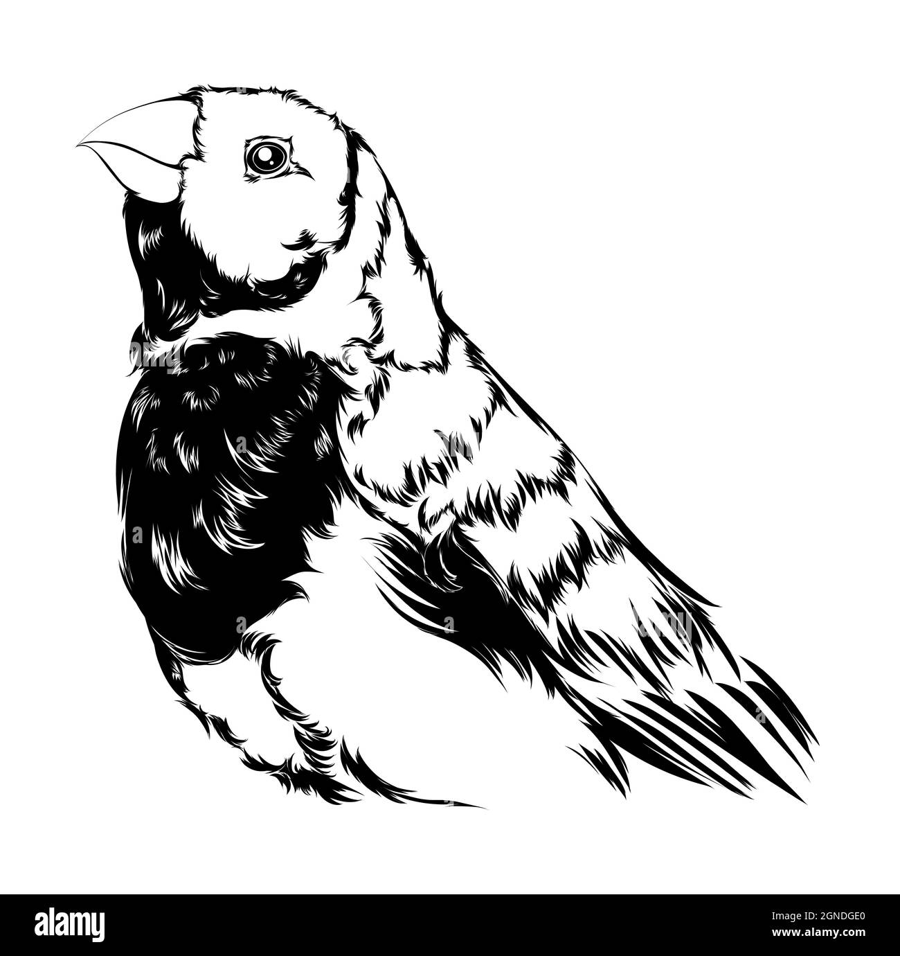 Hermosa ilustración de un parakeet hecho en alto contraste Fotografía de  stock - Alamy