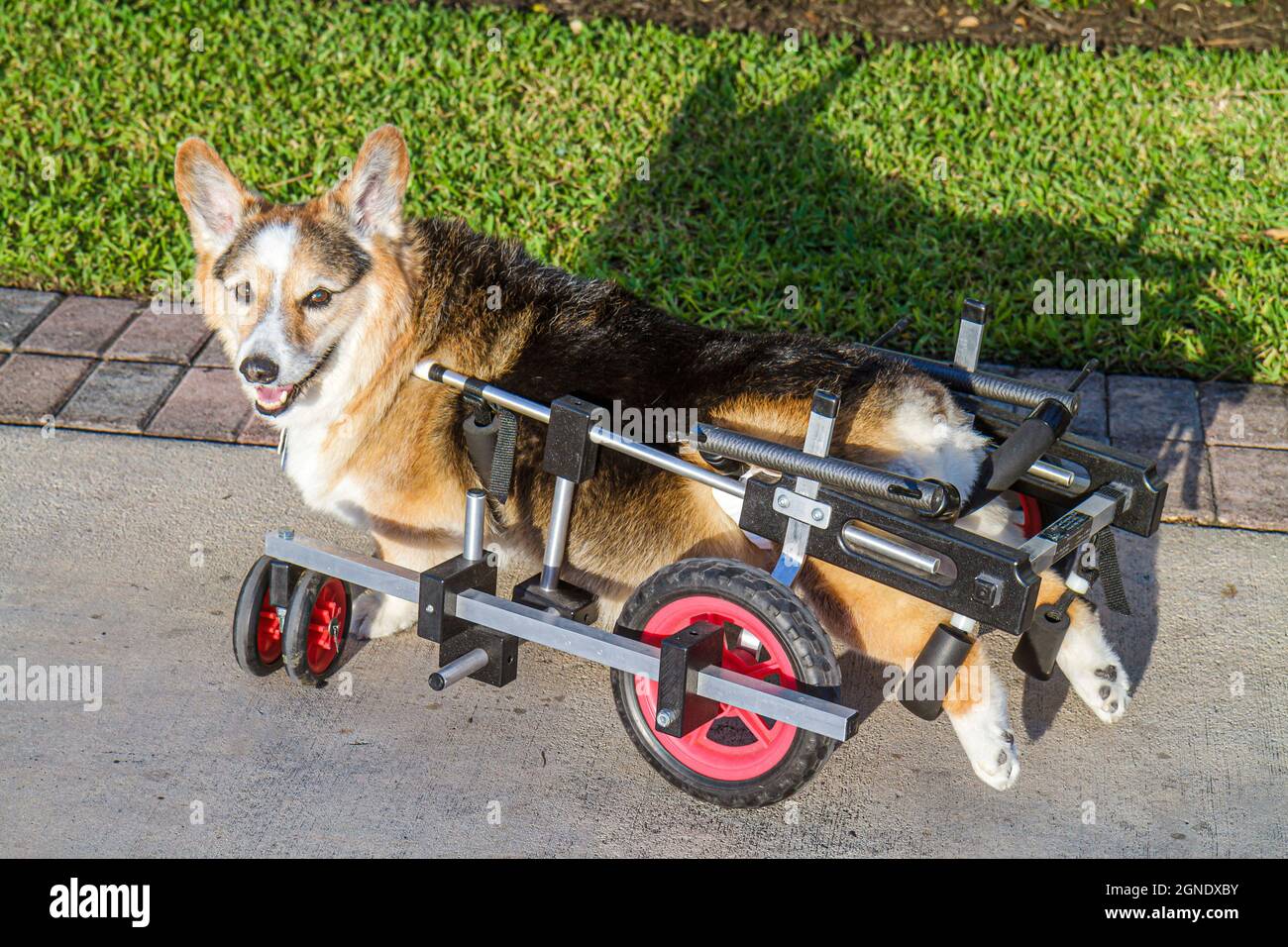 Miami Beach Florida, perro mascota corgi canino mielopatía crónica, degenerativa radiculomielopatía parálisis discapacitada necesidades especiales K 9 Carro Foto de stock