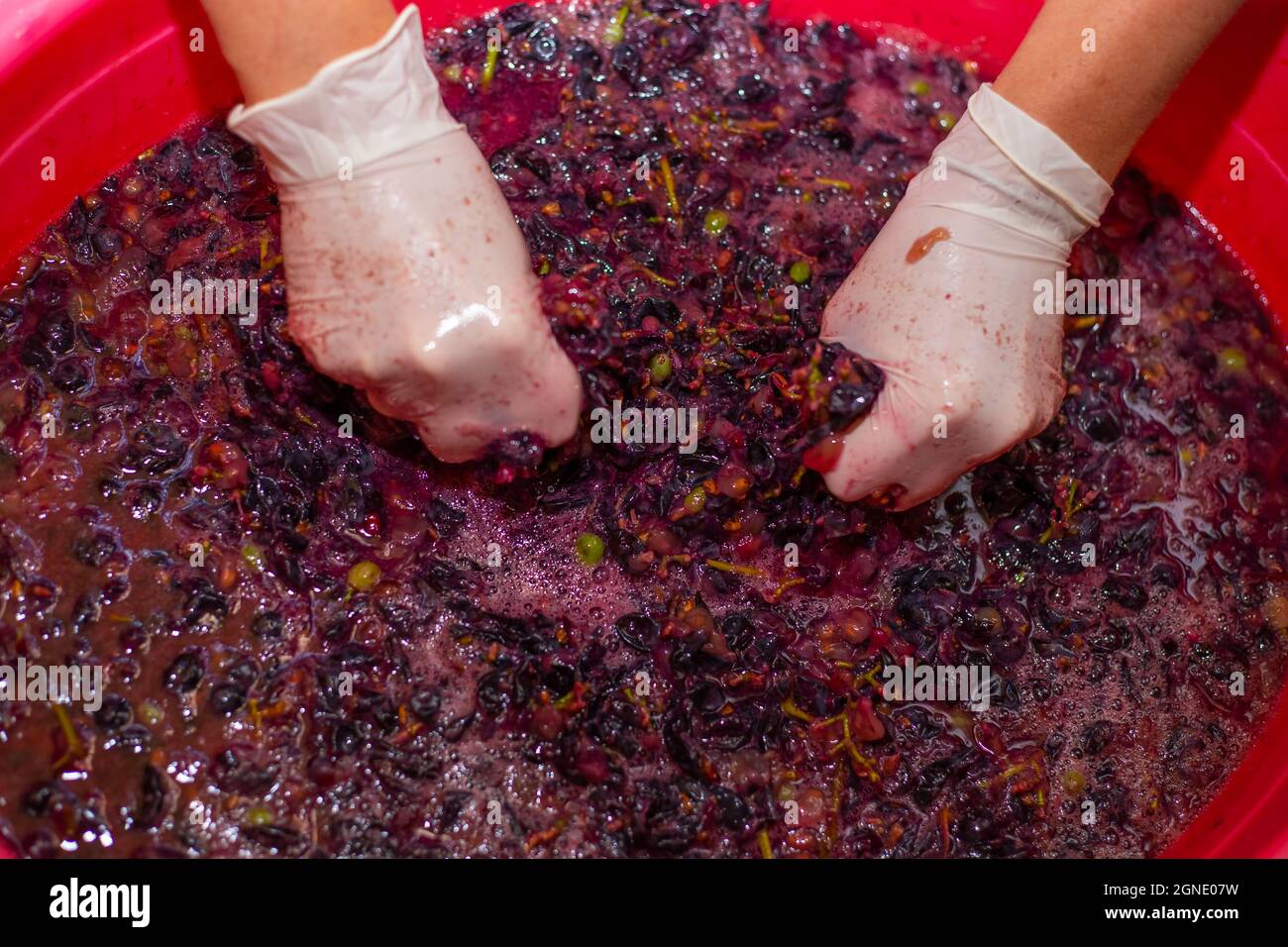 La mujer produce vino de uva. Las manos de las mujeres en guantes en un lavabo con pastel de uva, exprimiendo el jugo. Foto de stock