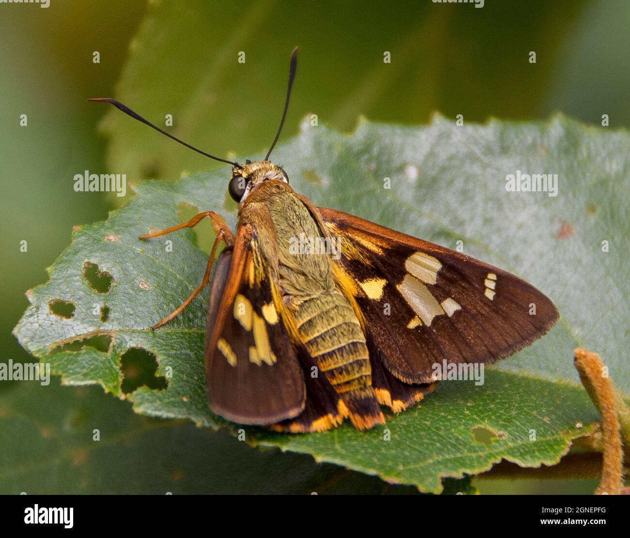 Mariposa ocre espléndida australiana, trapezoidales symmomus, patrón symmomus, en hoja verde. Una especie vulnerable, Tamborine Mountain, Queensland. Foto de stock