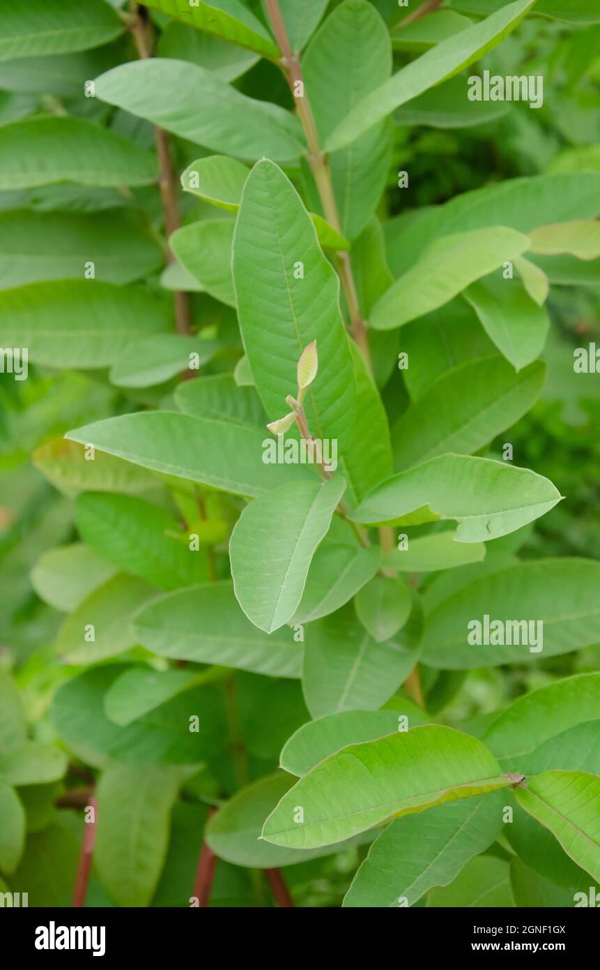 Árbol de guayaba con hojas verdes y hermosas Fotografía de stock Alamy
