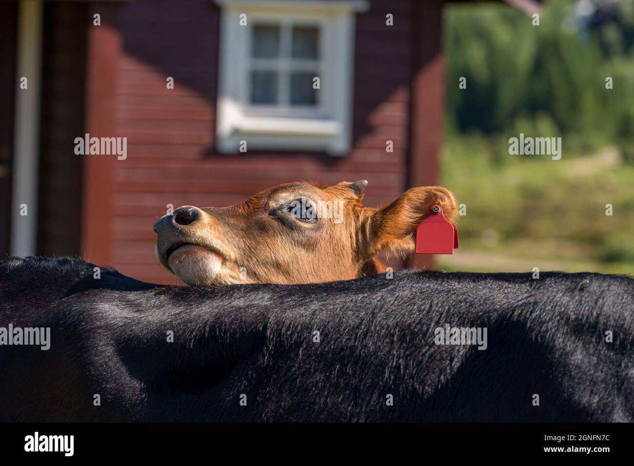 FLO, NORUEGA - 2020 DE AGOSTO DE 10. La vaca es nosy mirando sobre la parte de atrás de otra vaca. Foto de stock