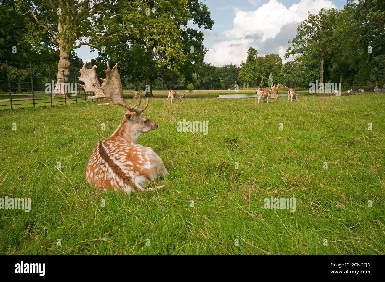 Los deers del barbecho (Dama dama) en el castillo y los jardines de De Haar, Haarzuilens, Utrecht, Países Bajos Foto de stock